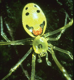 Happy-Face Spider