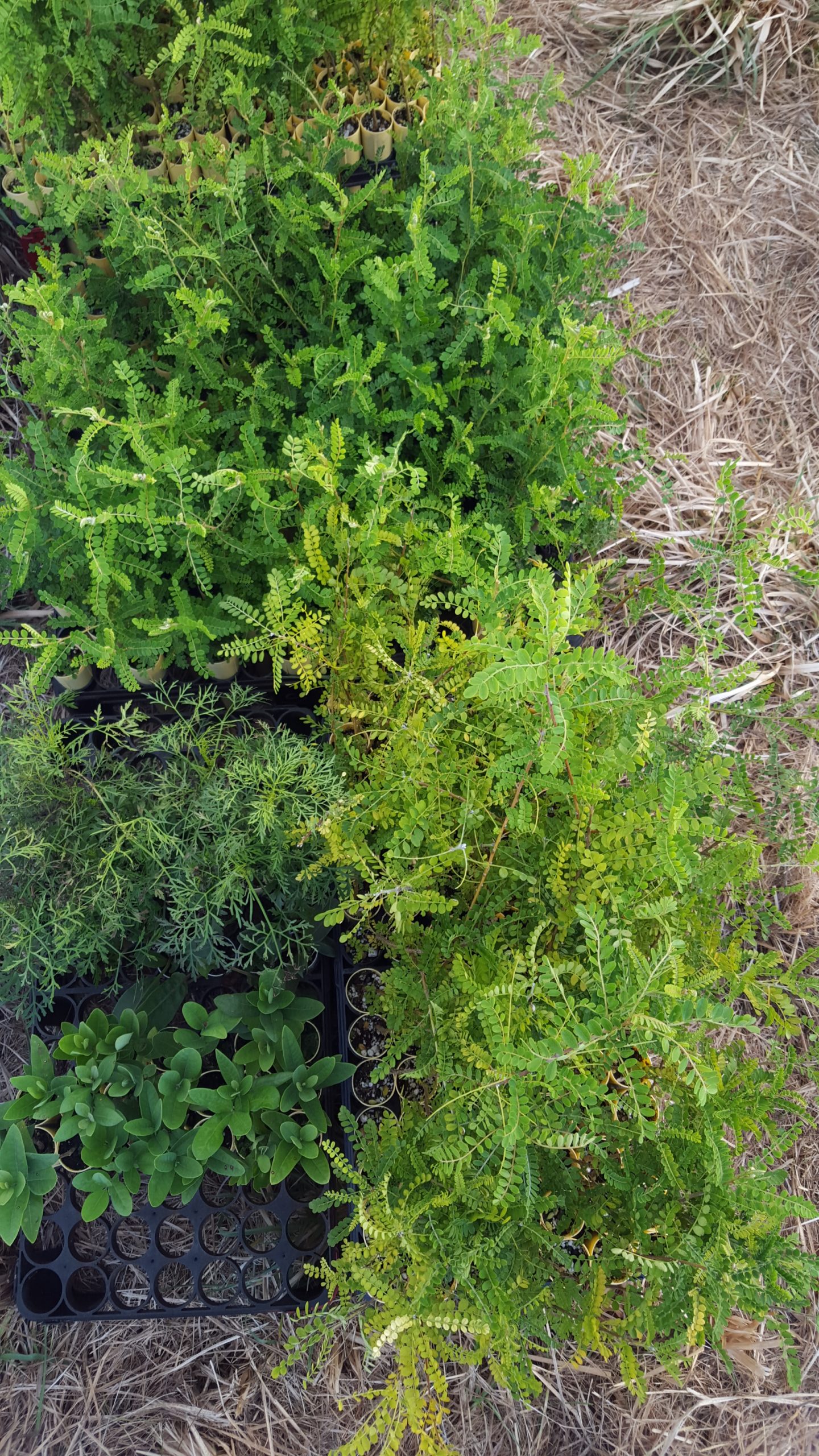 Mauna Kea Forest Restoration Project