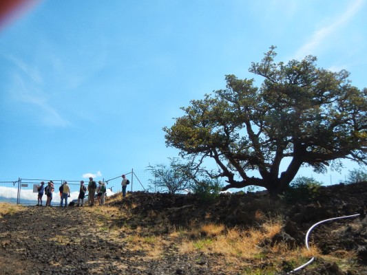 Trip Report: Bloomin’ WiliWili