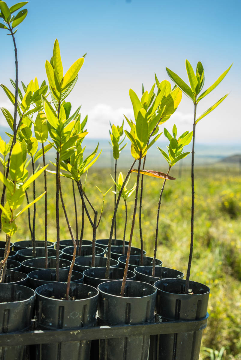 Hawaii Forest & Trail at the 23rd Annual Hawaii Conservation Conference in Hilo HI