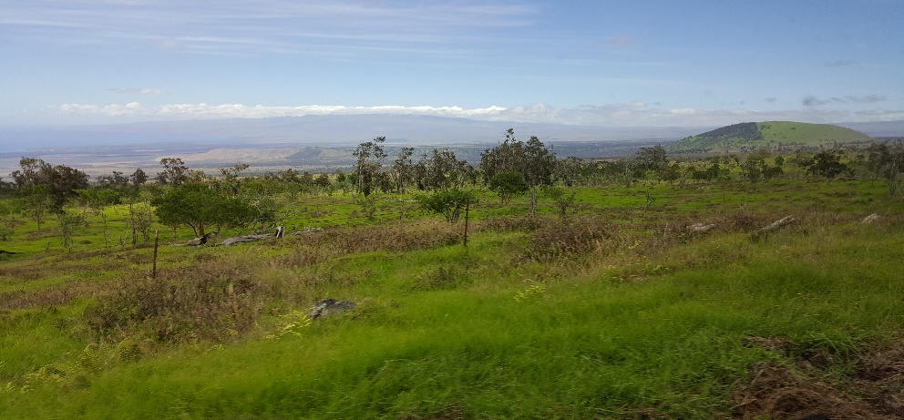 Outplanting at Pu’u Wa’a wa’a